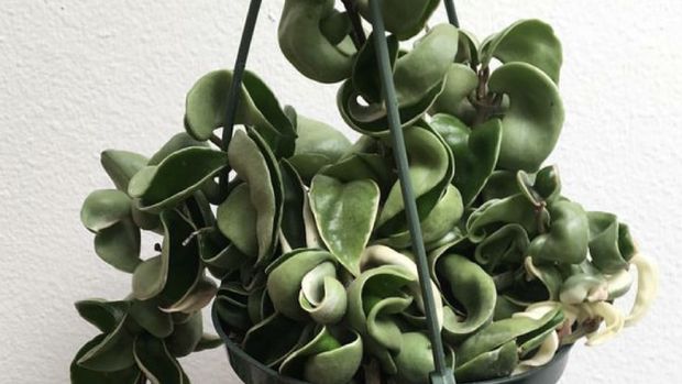 Hoya Compacta Hoya Compacta