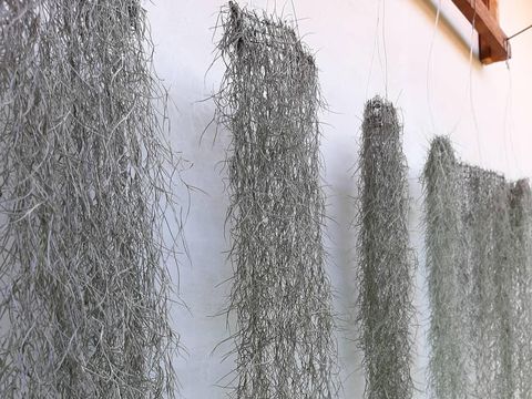 Spanish Moss