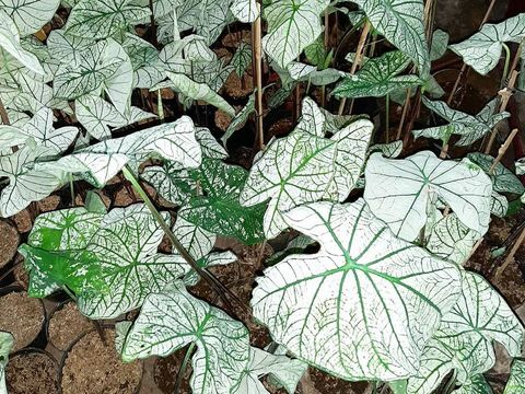 caladium keladi putih