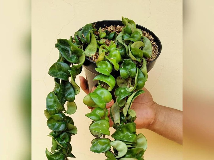 Hoya Compacta Tanaman hias Hoya Compacta