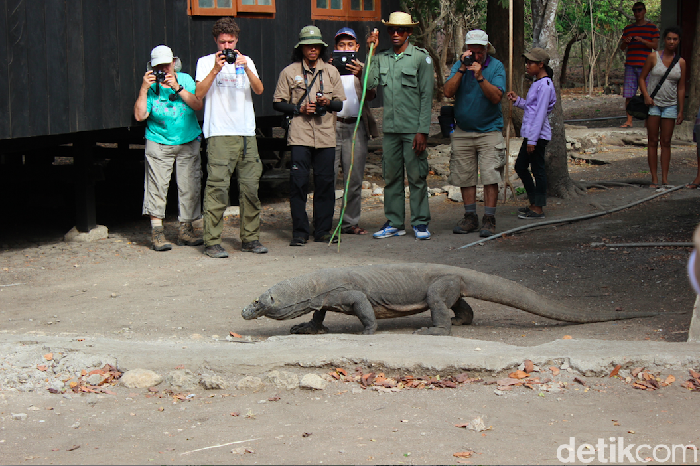 Wisatawan dan ranger memperhatikan Komodo di Pulau Rinca.
