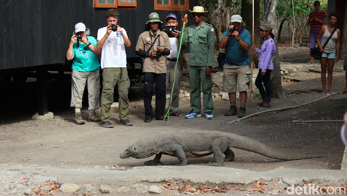 Wisatawan dan ranger memperhatikan Komodo di Pulau Rinca.