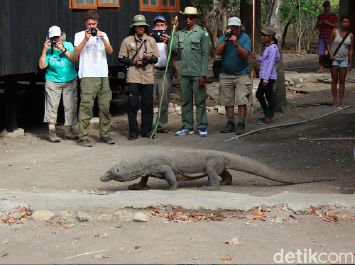 Wisatawan dan ranger memperhatikan Komodo di Pulau Rinca.