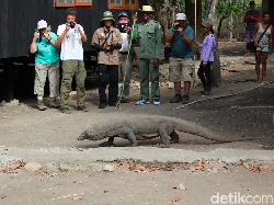 UNESCO Minta Proyek TN Komodo Disetop UNESCO Minta Proyek TN Komodo Disetop