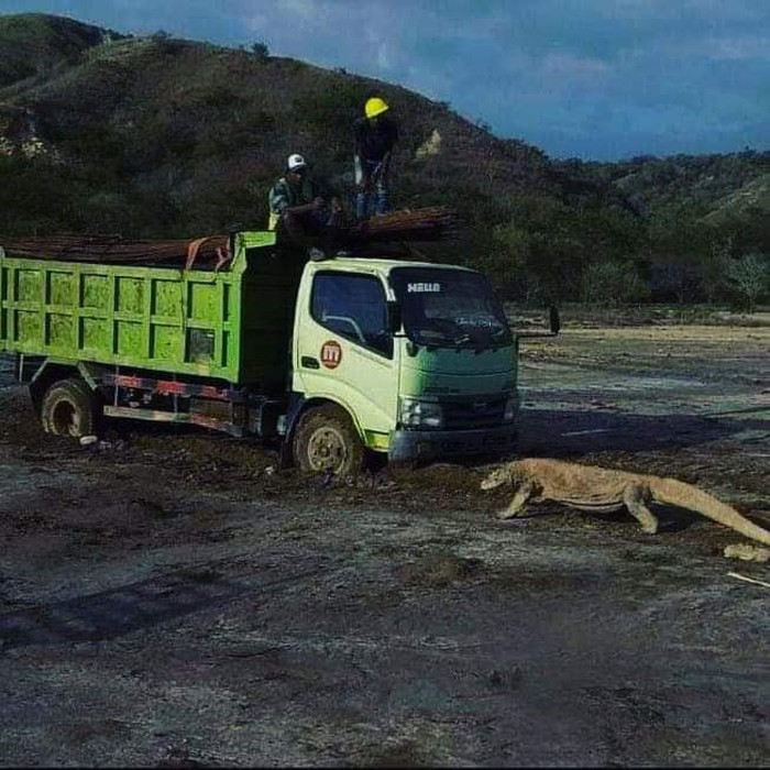 Viral foto Komodo vs truk