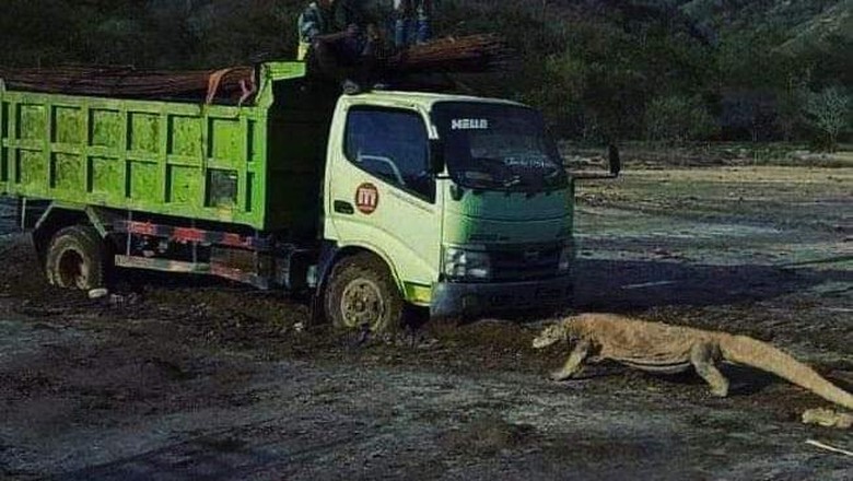 Komodo vs Truk Viral foto Komodo vs truk