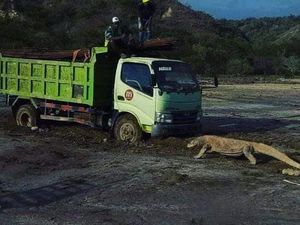 Save Komodo Trending, Ini Perkembangan Pembangunan Pulau Rinca