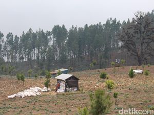 BPBD Ungkap Perambahan Hutan Brebes: Hutan Lindung Terang Benderang
