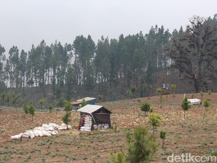 Kondisi hutan di Kecamatan Sirampok, Brebes, Senin (26/10/2020).
