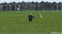 Lahan yang dulunya merupakan hamparan sawah kini mulai terancam akibat alih fungsi lahan.