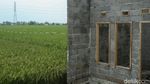 Maraknya Lahan Sawah Ditanami Perumahan