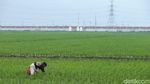 Maraknya Lahan Sawah Ditanami Perumahan