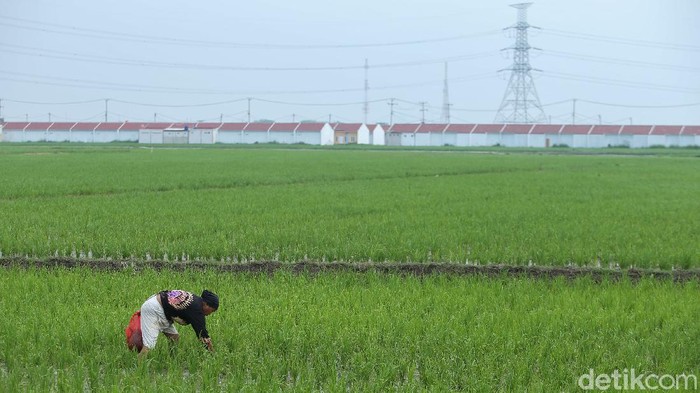 Alih fungsi lahan sawah menjadi perumahan kian marak terjadi. Kini, sejumlah lahan mulai terancam.