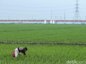 Ditarget Kelar September, Apa Kabar Rencana Holding BUMN Pangan?