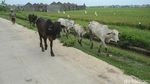 Maraknya Lahan Sawah Ditanami Perumahan