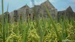 Maraknya Lahan Sawah Ditanami Perumahan