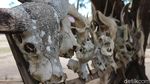 Pesona Rumah Komodo di Loh Buaya Pulau Rinca