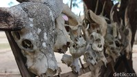 Hewan-hewan yang jadi santapan Komodo menyisakan tengkorak.