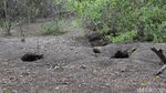 Pesona Rumah Komodo di Loh Buaya Pulau Rinca