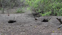 Nah ini sarang Komodo, awas induknya bisa galak.