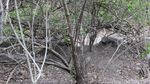 Pesona Rumah Komodo di Loh Buaya Pulau Rinca