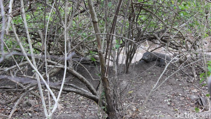 Pesona Rumah Komodo di Loh Buaya Pulau Rinca Pulau Rinca Taman Nasional Komodo tengah ditutup untuk pembangunan sarana dan prasarana wisata. Begini rumah Komodo sebelum pembangunan dimulai.