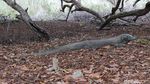Pesona Rumah Komodo di Loh Buaya Pulau Rinca