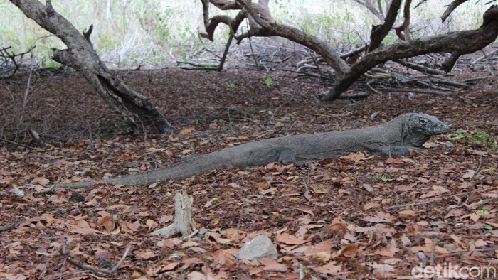 Pulau Rinca Taman Nasional Komodo tengah ditutup untuk pembangunan sarana dan prasarana wisata. Begini rumah Komodo sebelum pembangunan dimulai.