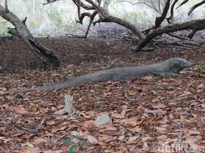 UNESCO Minta Pembangunan di TN Komodo Disetop, KLHK: Enggak Bisa Dong!