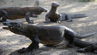 Taman Nasional Komodo merupakan habitat satwa Komodo (Varanus komodoensis) yang merupakan kadal terbesar di dunia dan endemik di Indonesia. Keberadaan satwa Komodo di kawasan tersebut menjadi daya tarik bagi wisatawan nusantara dan mancanegara untuk berkunjung ke Taman Nasional Komodo.AFP/ROMEO GACAD