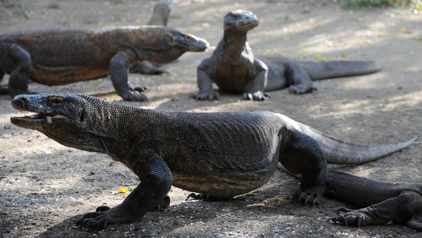Taman Nasional Komodo merupakan habitat satwa Komodo (Varanus komodoensis) yang merupakan kadal terbesar di dunia dan endemik di Indonesia. Keberadaan satwa Komodo di kawasan tersebut menjadi daya tarik bagi wisatawan nusantara dan mancanegara untuk berkunjung ke Taman Nasional Komodo.AFP/ROMEO GACAD Taman Nasional Komodo merupakan habitat satwa Komodo (Varanus komodoensis) yang merupakan kadal terbesar di dunia dan endemik di Indonesia. Keberadaan satwa Komodo di kawasan tersebut menjadi daya tarik bagi wisatawan nusantara dan mancanegara untuk berkunjung ke Taman Nasional Komodo.AFP/ROMEO GACAD