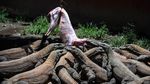 UNESCO Larang RI Lanjutkan Proyek Pulau Rinca