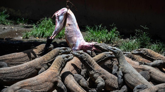 Pulau Komodo A group of Komodo dragons are fed in the Surabaya zoo in Surabaya, East Java on March 5, 2019. - Komodo dragons are carnivorous lizards, which feed on water buffalos, deer and wild boars, and can grow up to three metres in length and weigh more than 150 kilogrammes. (Photo by Juni Kriswanto / AFP)