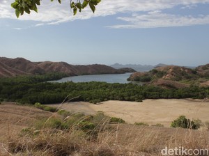 Fakta-fakta Habitat Komodo Selain di Taman Nasional Komodo