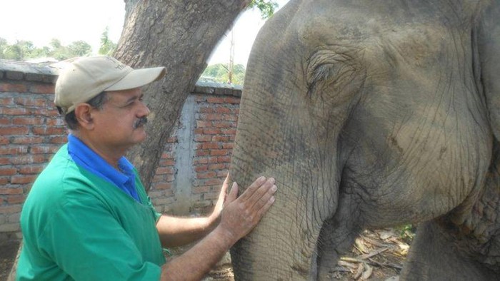 Sarma, dokter gajah
