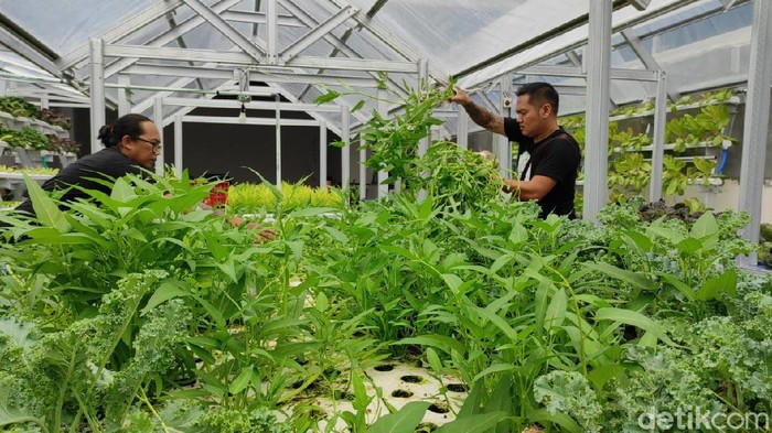 Pandemi COVID-19 membuat para pebisnis memutar otak untuk bertahan. Pemilik distro di Blitar ini memanfaatkan atap toko untuk menanam sayur, yang hasilnya mampu menutup biaya operasional distro.