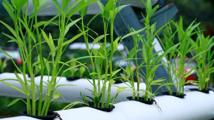 Water spinach plant on a hydroponic system.