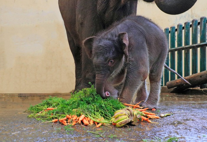 Bayi gajah Sumatera bernama Covid di Taman Safari Bogor