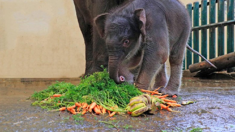 Seperti dilansir dari International Union for Conversation of Nature (IUCN), gajah Sumatera merupakan spesies yang populasinya dalam kondisi kritis. Jumlah gajah Sumatera yang berada dalam perlindungan lembaga konservasi berjumlah 480 ekor, sedangkan yang di alam liar diprediksi ada sebanyak 2.000 ekor.