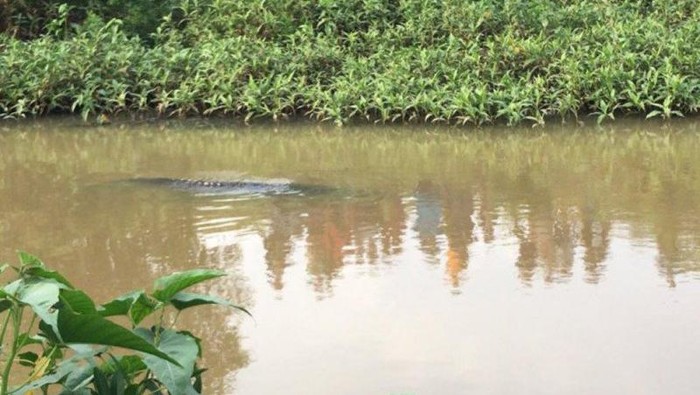 buaya muncul di sungai way penet lampung