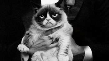 Grumpy cat. Foto: Instagram/pixelfaker