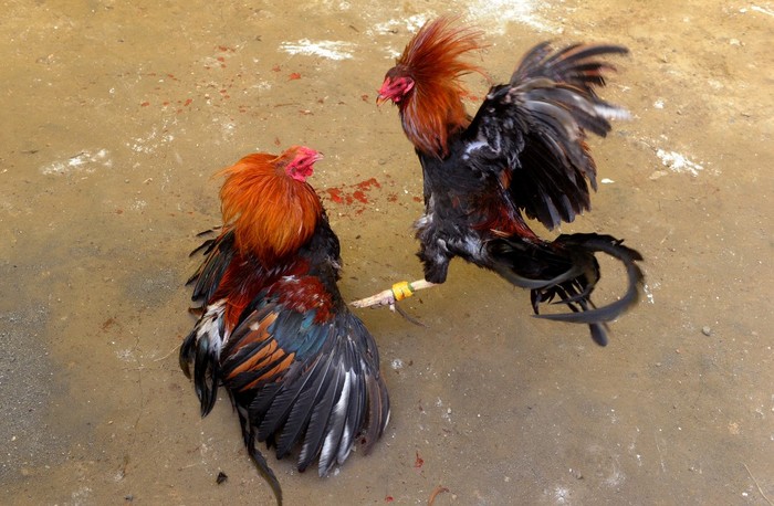 Villagers engage in a cockfighting in a make shift arena as part of the towns annual fiesta celebrations in Barangay San Roque outside Manila on August 10, 2014. Cockfighting is hugely popular in the Philippines where large amounts of money are wagered on battles between roosters.     AFP PHOTO / Jay DIRECTO (Photo by JAY DIRECTO / AFP)
