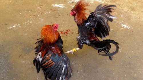 Villagers engage in a cockfighting in a make shift arena as part of the towns annual 