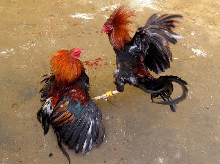 Villagers engage in a cockfighting in a make shift arena as part of the towns annual 