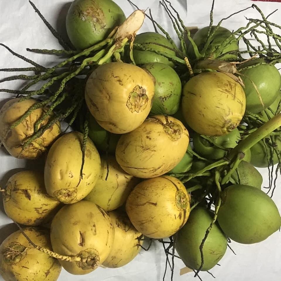 Kelapa Muda