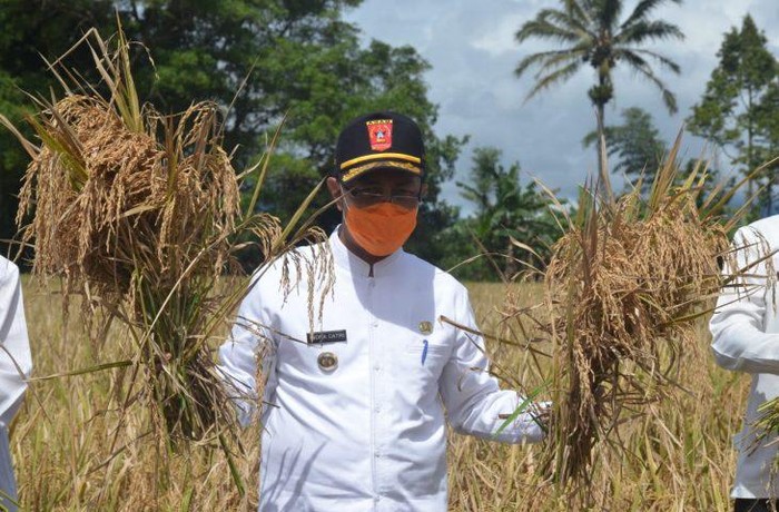 Pasangan Cagub-Cawagub Sumatera Barat Nasrul Abit-Indra Catri (NA-IC) mengaku ingin memberikan perhatian lebih terhadap sektor pertanian.