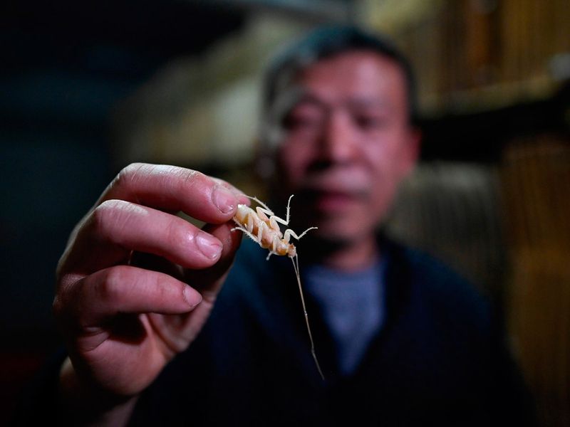Peternakan Kecoa di China Ini Dibuat Untuk Konsumsi Manusia