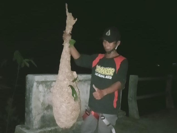 Sarang tawon vespa sepanjang 1,5 meter di Klaten dievakuasi tim Damkir