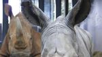 Selamat! Kendi Lahirkan Bayi Badak Jantan