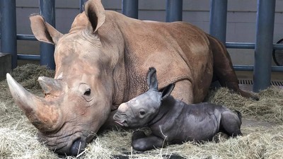 Selamat! Kendi Lahirkan Bayi Badak Jantan
